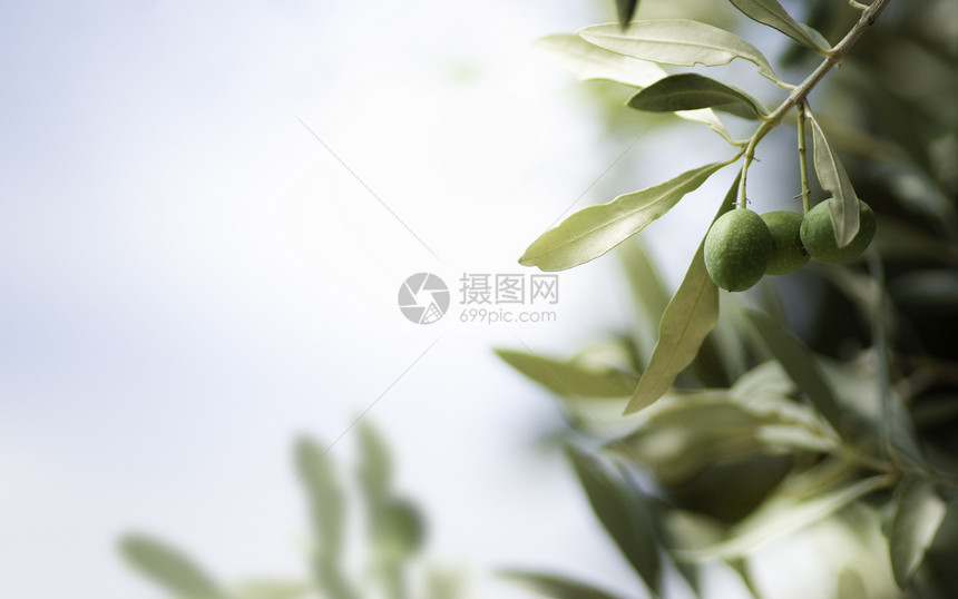 橄榄树水平图像左边橄榄树上有空闲的橄榄树叶细节复制空间图片