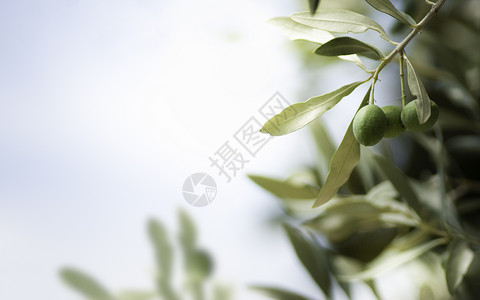橄榄树水平图像左边橄榄树上有空闲的橄榄树叶细节复制空间背景图片