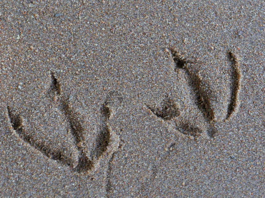 脚印爪子附近的沙地中鸭脚足迹小路图片