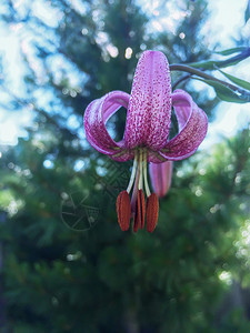 开花森林植物紫百野树叶图片