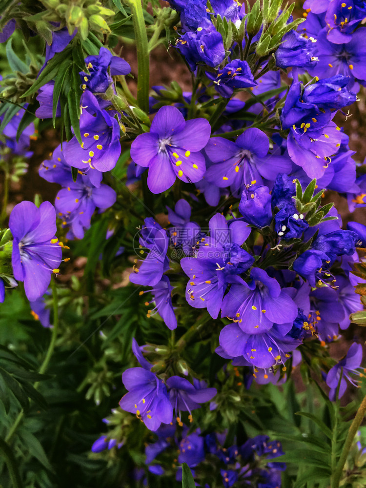 盛开花粉朵蓝色的森林野花Polemoniumcaeruleum图片