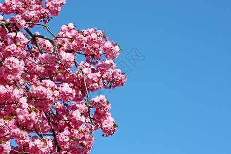 粉色的季节花朵粉红色和天空中的杏树仁图片