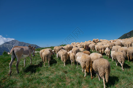 草原上的绵羊羊群图片