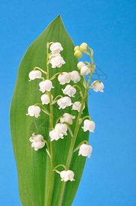 丽江听花谷白色百合花苞设计图片