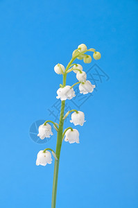 白色百合花苞图片