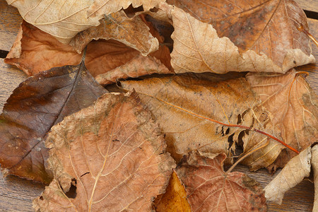 干枯的秋叶背景图片