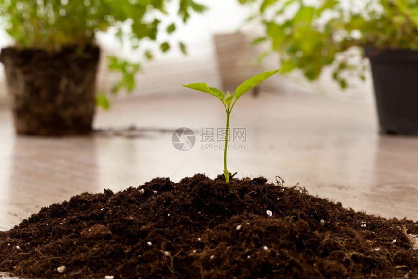 在新鲜土壤中生长的小植物叶子年轻的环境图片