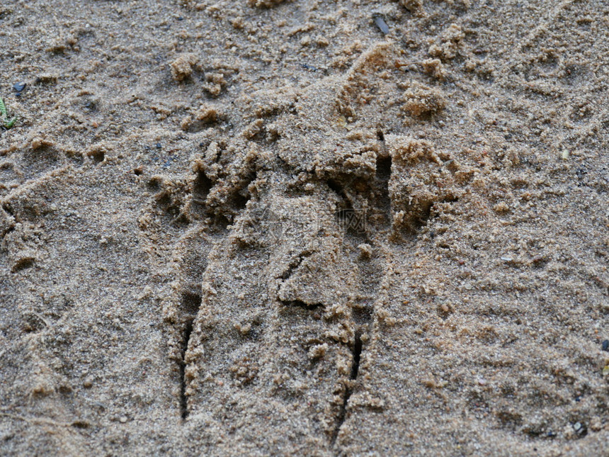 沙滩上的动物脚印图片