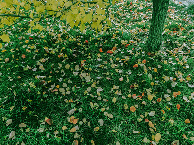 秋公园色彩多的叶子树绿色秋天背景图片