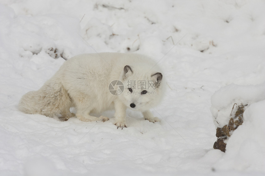 雪地上的小狐狸图片