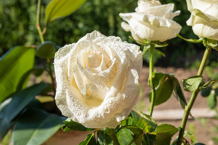 娇艳的白色玫瑰背景图片