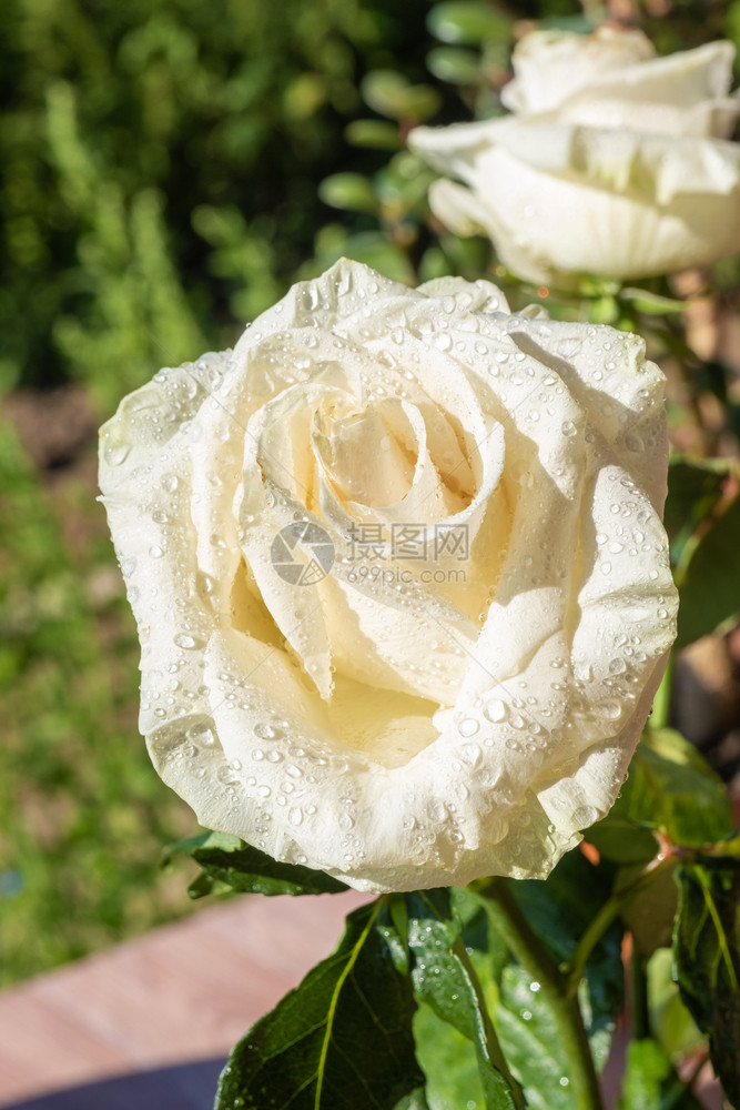 娇艳的白色玫瑰图片