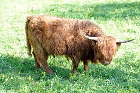 苏格兰人草高地牛在春天的阳光下放牧毛茸图片