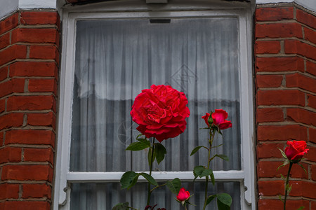 红色的伦敦2019年3月日希斯威克前场英语玫瑰花的开背景图片