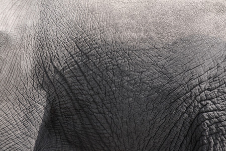 皱纹将灰象的皮肤作为背景进行缝合一种厚的图片