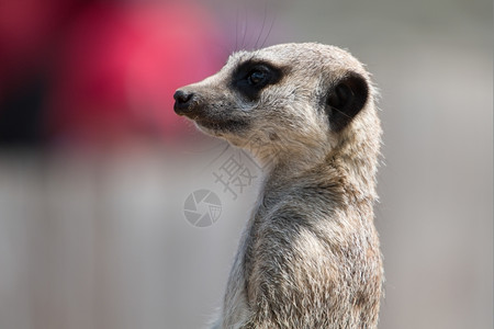 荒野动物园红色的Meerkat头照红花模糊背景图片