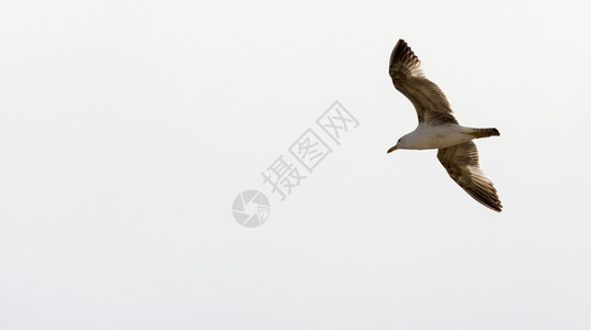 几乎白色背景的飞行海鸥Name天空棕色的图片