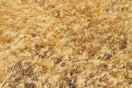 棕色的在炎热干燥夏季后关闭野生干草和种子自然抽象的图片