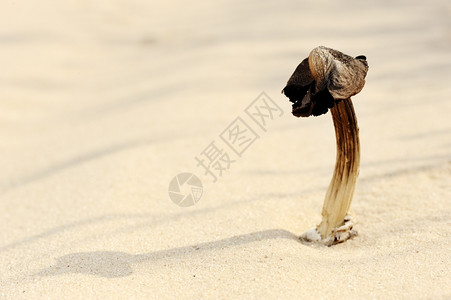 沙漠以色列干蘑菇在春天生长沙中户外图片