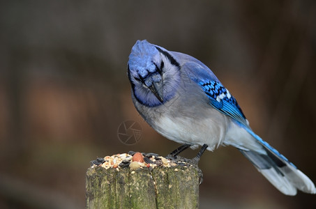 观鸟野生动物一只蓝色的Jay贴在有鸟种的柱子上户外图片
