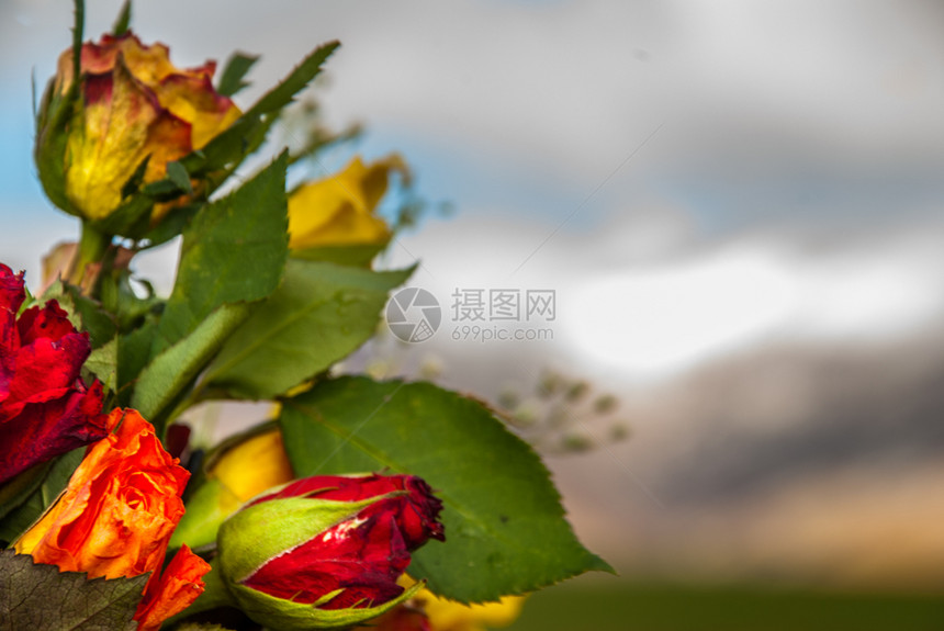 合适的地面天然板上新鲜的玫瑰花束适于制作背景图象颜色图片