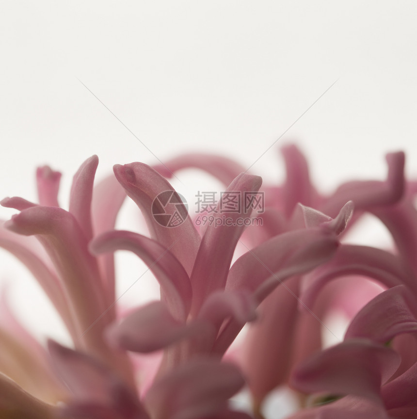 花冠自然春天白色背景上粉红风信子花的特写白色背景上的风信子花特写粉色的图片