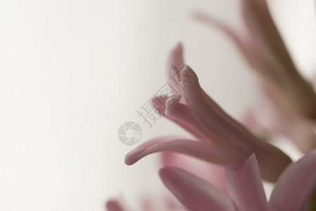 花朵开粉色的春天白背景上粉红风信子花的特写白色背景上的风信子花特写图片