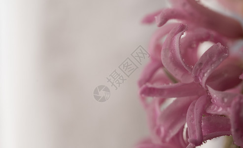 开花粉色的春天白背景上粉红风信子花的特写白色背景上的风信子花特写园图片