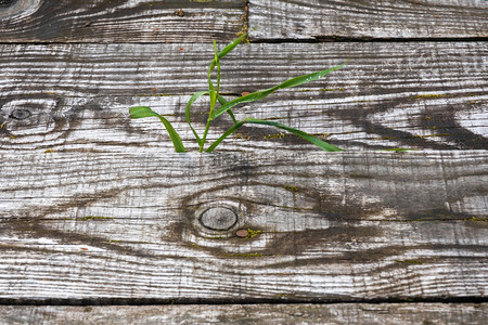 在旧木板背景的绿色草上拍摄了近镜头木自然抽象的图片