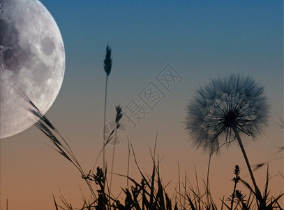 晚上草月的风景亮背景图片
