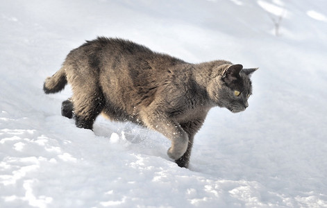 宠物户外灰猫在雪中行走看着他面前猫科动物图片