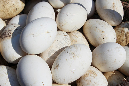 脆弱的大量鹅蛋非常大堆的白鹅蛋绿色乡村的图片