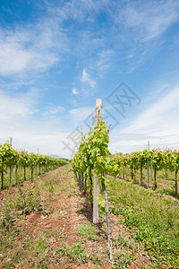 农业春天的葡萄园蓝空的云彩葡萄栽培藤蓝色的背景图片