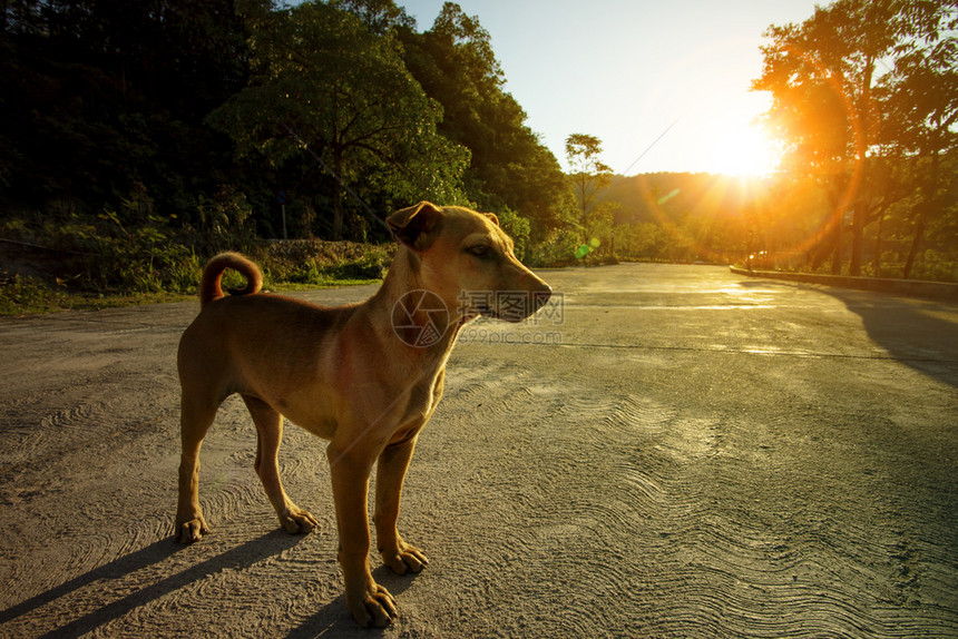 家养狗站在美丽的阳光下站立太国内的户外图片