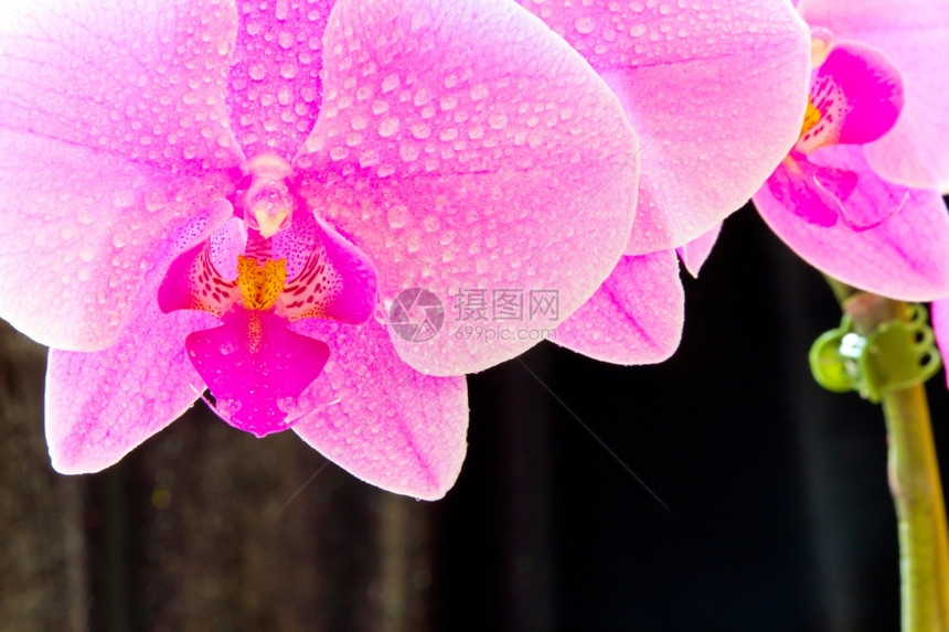 黑色背景的紫兰花照片异国情调植物学开花图片