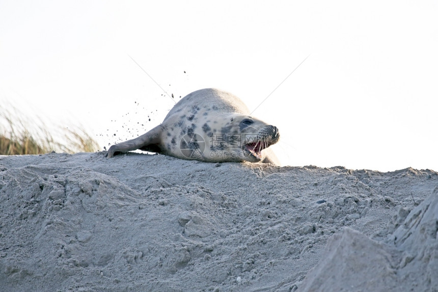 户外海浪滩上的灰豹动物图片