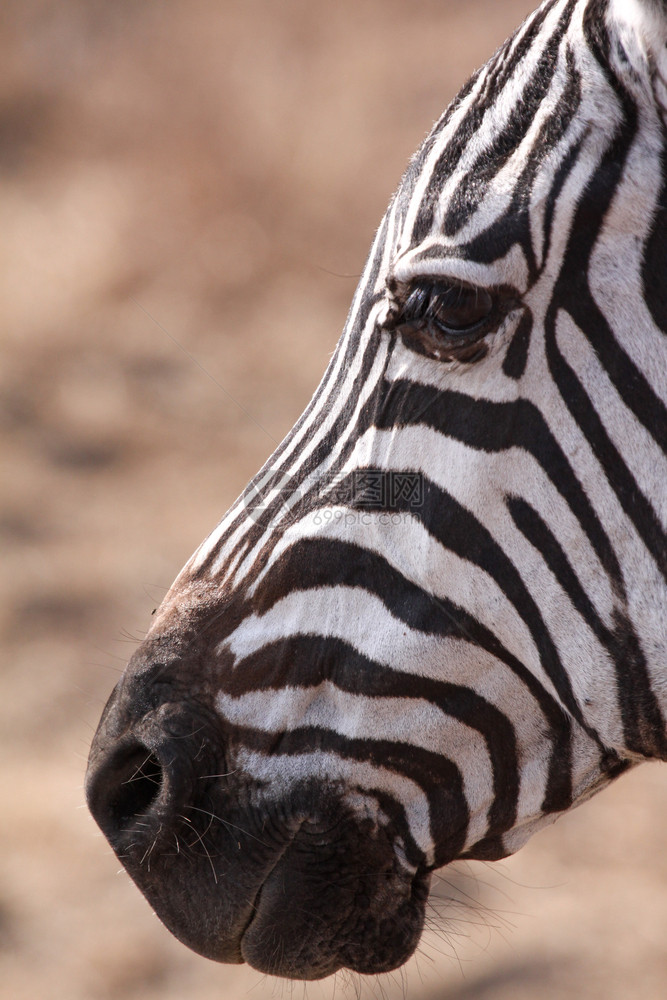 塞伦盖蒂斑马紧闭着头部的细节动物萨凡纳图片