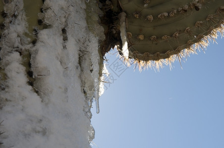 刺沙漠雪多肉植物里德米勒图片