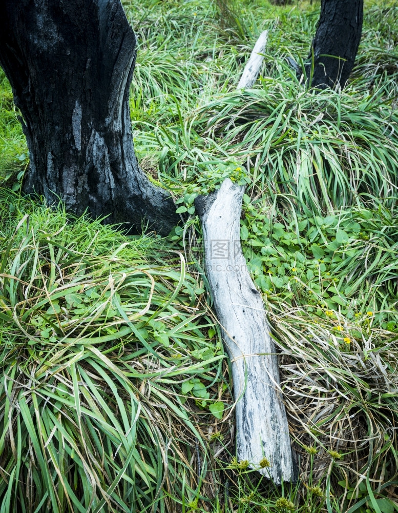 在潮湿的冬天地面上倒下木材杂草寒冷门户14图片