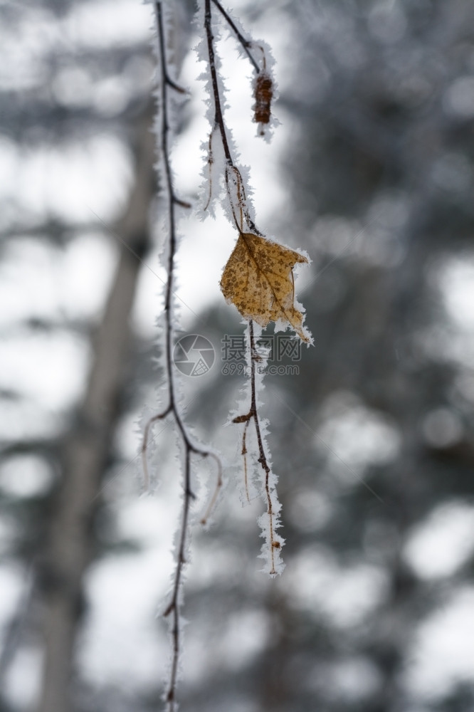 冬季抽象桦树枝与霜Belokurikha度假村208年月自由度二采取分支图片