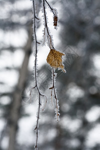 冬季抽象桦树枝与霜Belokurikha度假村208年月自由度二采取分支背景图片