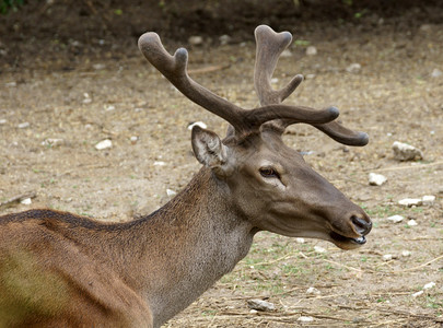 荒野红鹿头紧贴上尾头动物肖像图片