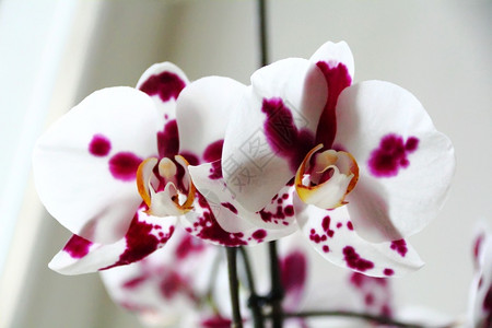 异国情调植物学粉色的美丽兰花图像图片