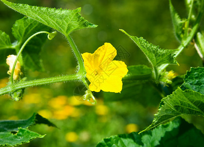 黄色的卡拉甘达208年6月叶子食物图片