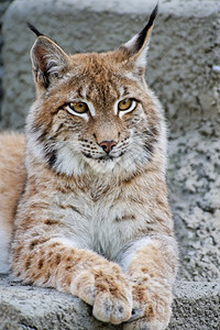 野猫林克斯休息猫科动物荒野图片