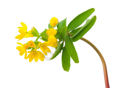 花黄色的高盐碱基苯丙植物背景