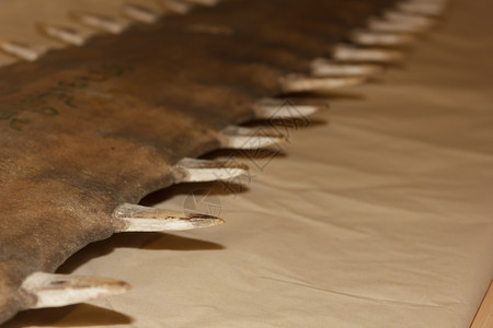 海鱼的牙齿动物骨图片