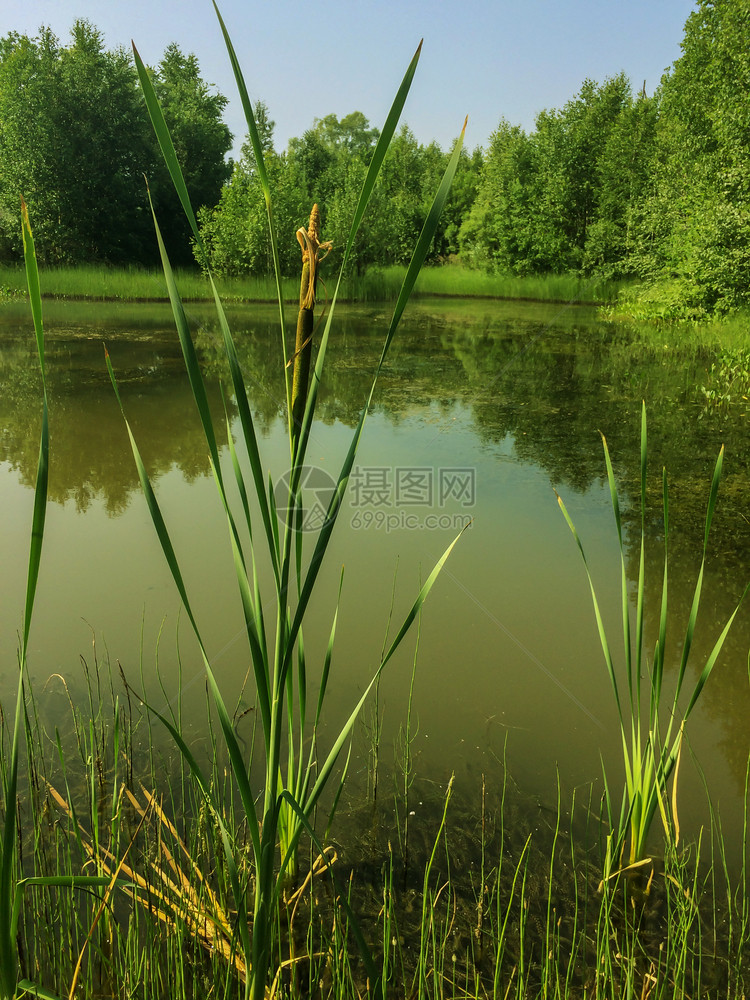 绿色夏季沼泽公园景观图片