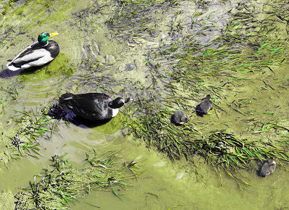 小鸭吃女沼泽里有鸭子和图片