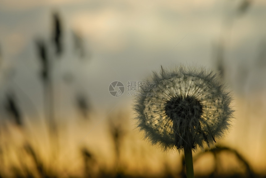 场地刀蒲公英在草地上日落一种图片